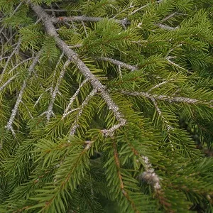 Хвойные опилки оптом в Серпухове купить - оперативная доставка по всей России
