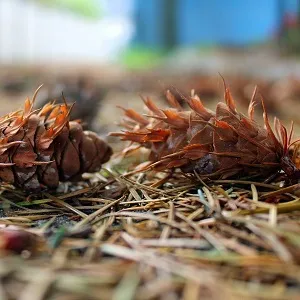 Хвойные опилки оптом в Серпухове от завода-производителя Лигнум Ресурс