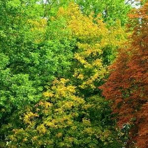 Лиственные опилки оптом в Серпухове купить - оперативная доставка по всей России