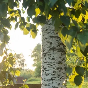 Опилки березовые оптом в Серпухове купить - оперативная доставка по всей России