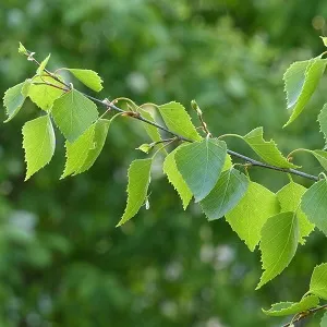 Опилки березовые оптом в Серпухове от завода-производителя Лигнум Ресурс