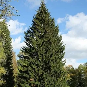 Еловые опилки оптом в Серпухове купить - оперативная доставка по всей России