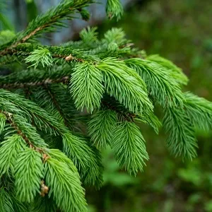 Еловые опилки оптом в Серпухове от завода-производителя Лигнум Ресурс