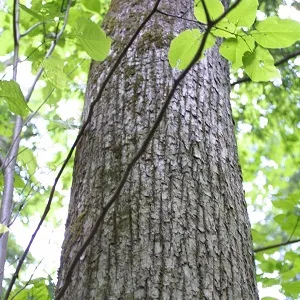 Опилки липовые оптом в Серпухове купить - оперативная доставка по всей России