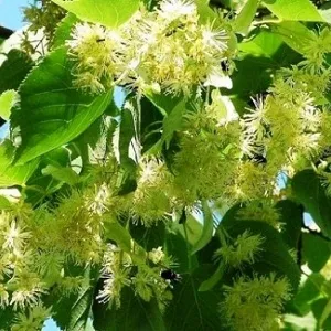 Опилки липовые оптом в Серпухове от завода-производителя Лигнум Ресурс