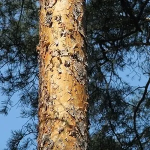 Сосновые опилки оптом в Серпухове купить - оперативная доставка по всей России