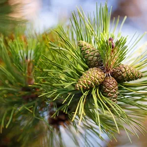 Сосновые опилки оптом в Серпухове от завода-производителя Лигнум Ресурс