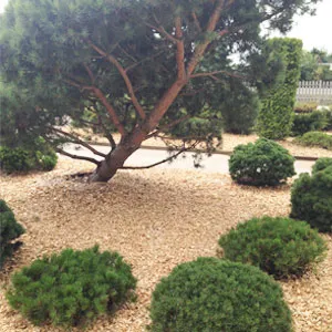 Хвойная щепа оптом в Серпухове купить - оперативная доставка по всей России